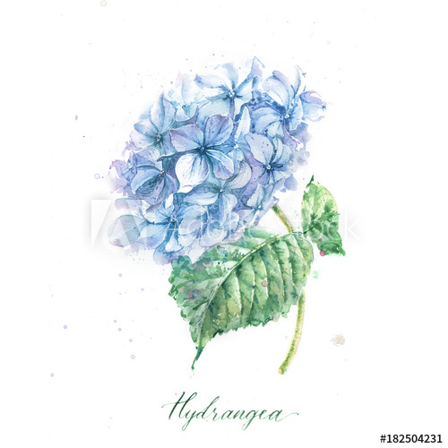 500x500 Blue Hydrangea Watercolor Flower - Blue Hydrangea Watercolor