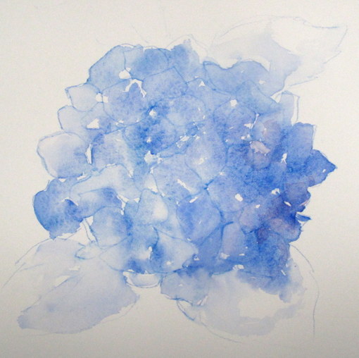 510x508 Everyday Artist Step By Step Watercolor How To Paint A Blue - Blue Hydrangea Watercolor