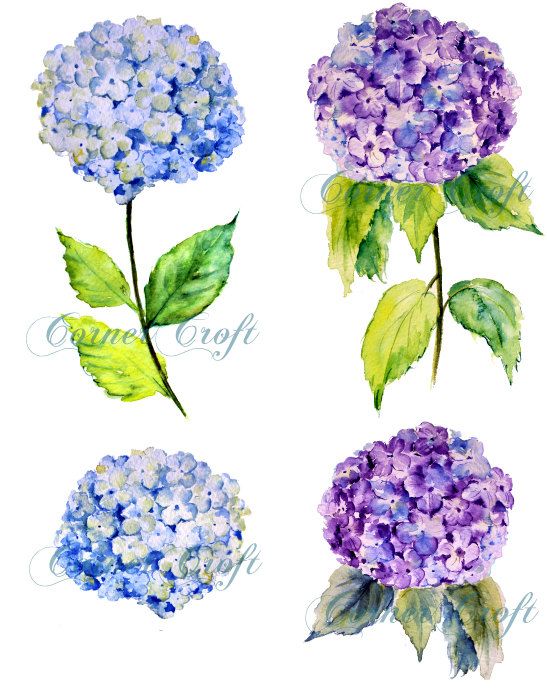 547x689 Hydrangea Clipart Blue Hydrangea 3624817 - Blue Hydrangea Watercolor