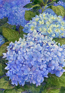 211x300 Hydrangea Watercolor Paintings Fine Art America - Blue Hydrangea Watercolor