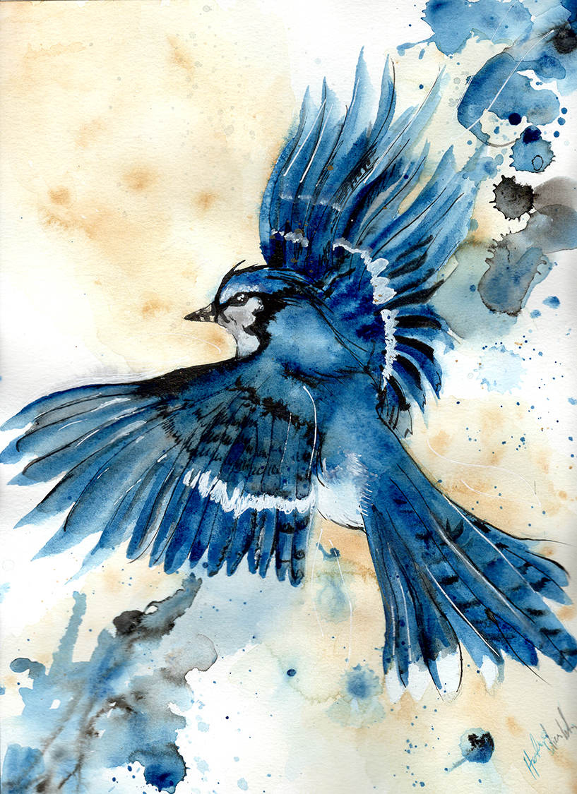817x1125 Blue Jay Painting Luxury Blue Jay Watercolor And New Experiences - Blue Jay Watercolor