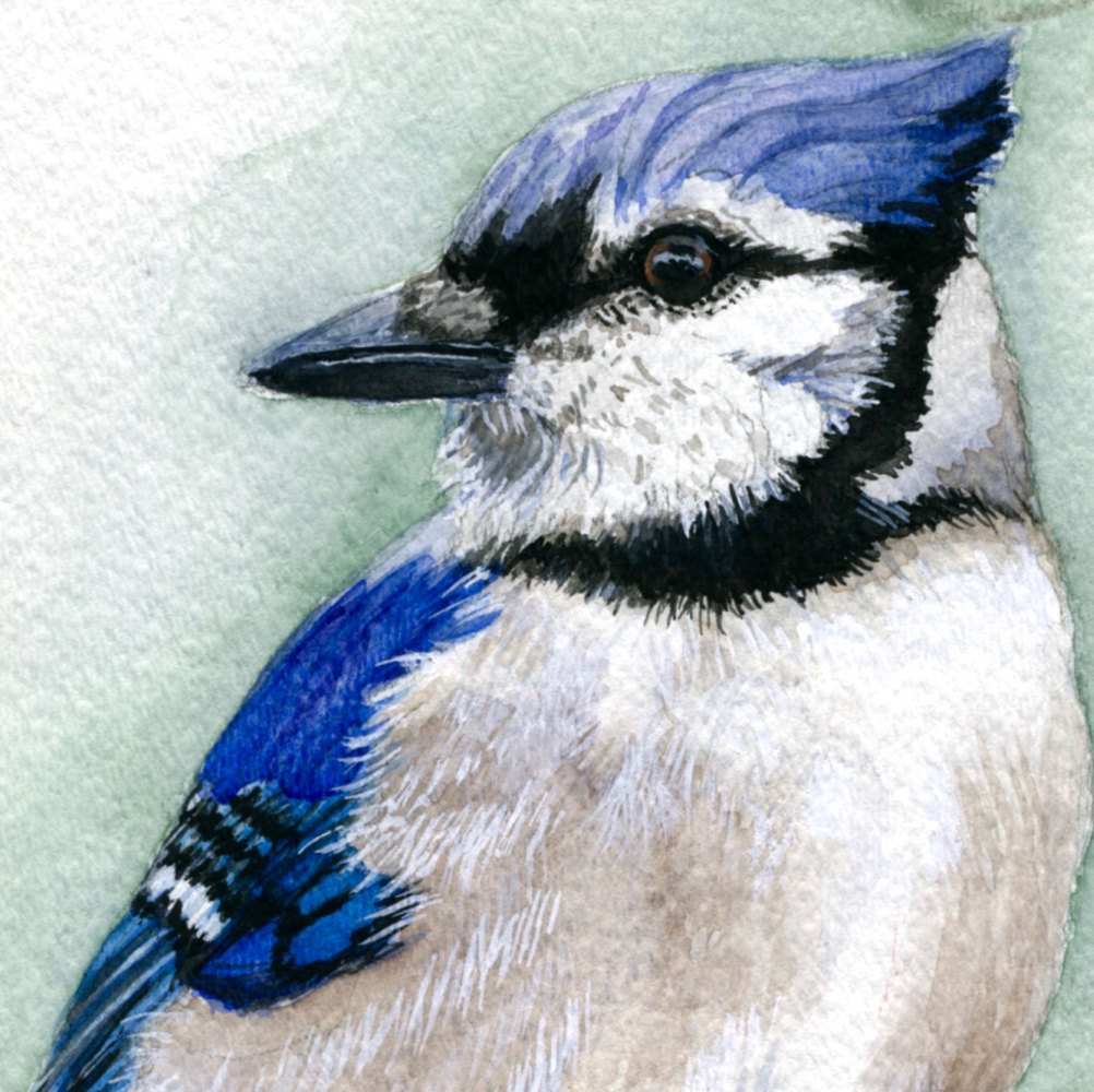 1002x1000 Blue Jay Painting New Blue Jay Painting Blue Jay Art Bird Art - Blue Jay Watercolor