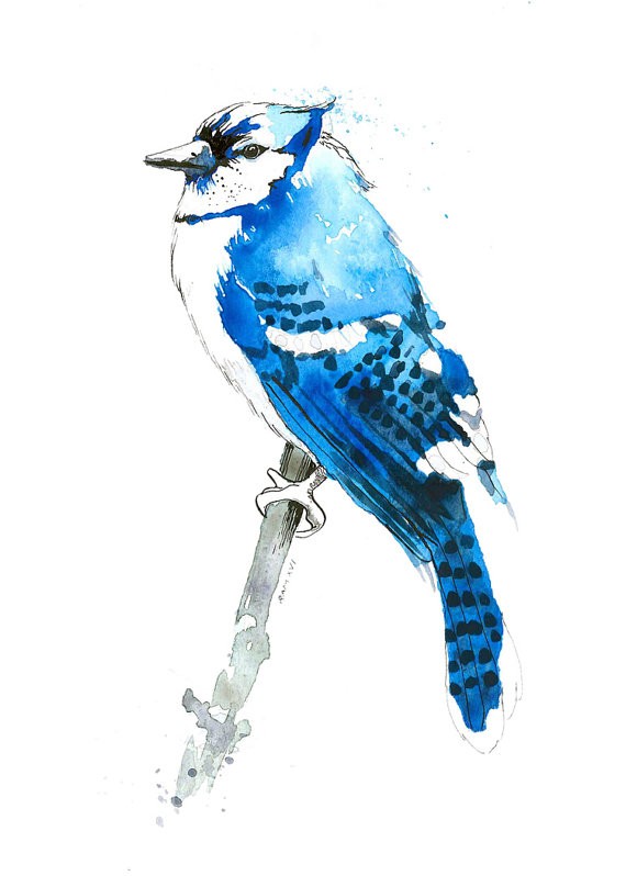 570x798 Blue Jay Watercolor Bird - Blue Jay Watercolor