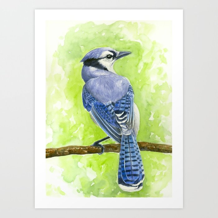 Blue Jay Watercolor at PaintingValley.com | Explore collection of Blue ...