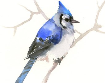 340x270 Etsy Your Place To Buy And Sell All Things Handmade - Blue Jay Watercolor