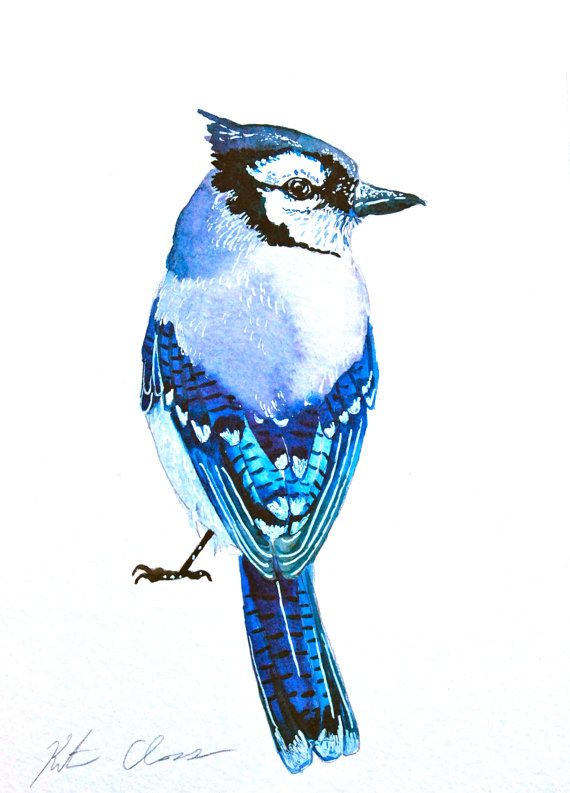 570x793 Watercolor Painting Blue Jay Bird Painting Original By Woodpigeon - Blue Jay Watercolor