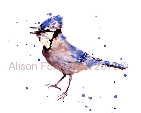 570x456 Blue Jay Watercolor Print Ready To Frame Etsy - Blue Jay Watercolor