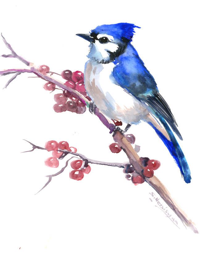 648x820 Blue Jay, Artwork, Painting, Original, One Of A Kind, Watercolor - Blue Jay Watercolor