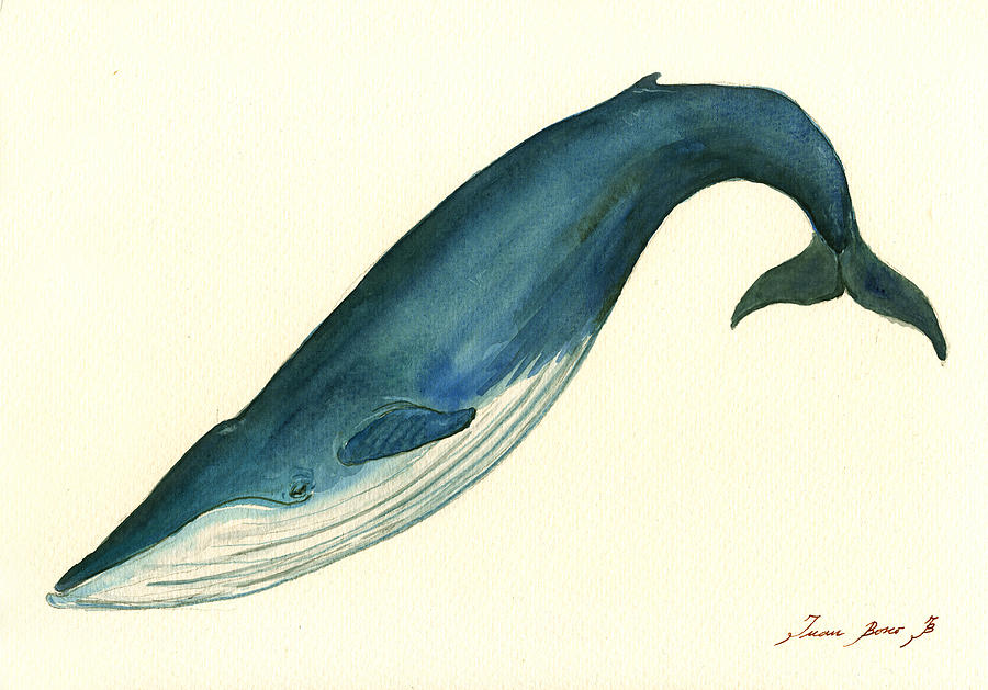 900x629 Blue Whale Painting Painting By Juan Bosco - Blue Whale Watercolor