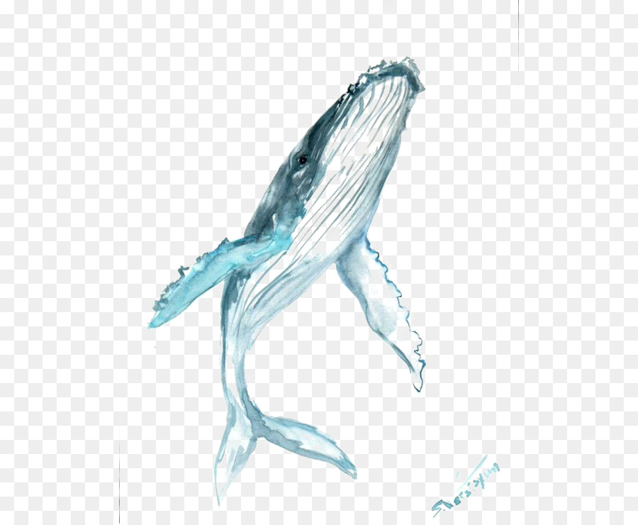 900x740 Humpback Whale Drawing Watercolor Painting Clip Art - Blue Whale Watercolor