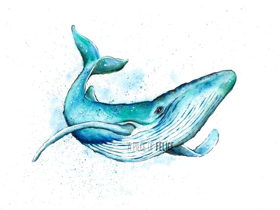 570x428 Watercolor Blue Whale Painting Print Blue Whale Art Animal Etsy - Blue Whale Watercolor