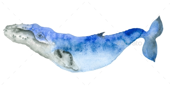 590x299 Watercolor Blue Whale By Ivanfet Graphicriver - Blue Whale Watercolor