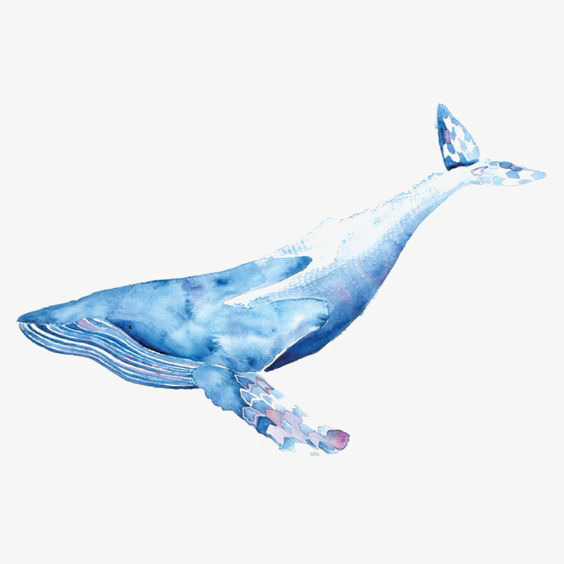 564x564 Watercolor Whale, Watercolor Clipart, Whale Clipart, Blue Whale - Blue Whale Watercolor