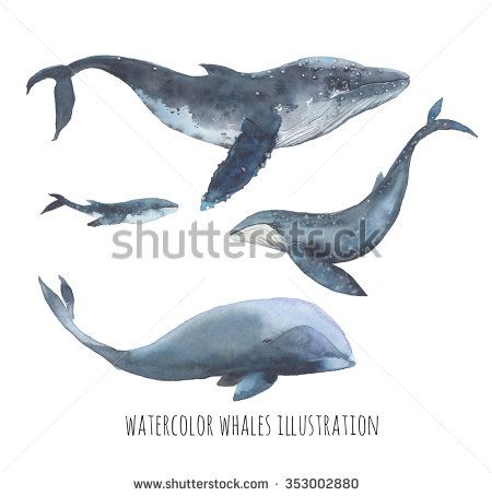450x454 Watercolor Whale Set. Hand Drawn Humpback Whales, Blue Whale And - Blue Whale Watercolor