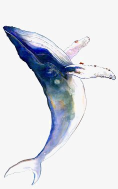 236x379 Whale, Whale Clipart, Blue Whale, Ocean Png Image And Clipart For - Blue Whale Watercolor