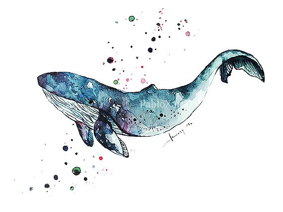 570x428 Art Print Watercolor Blue Whale Home Decor Ocean Art Print Etsy - Blue Whale Watercolor