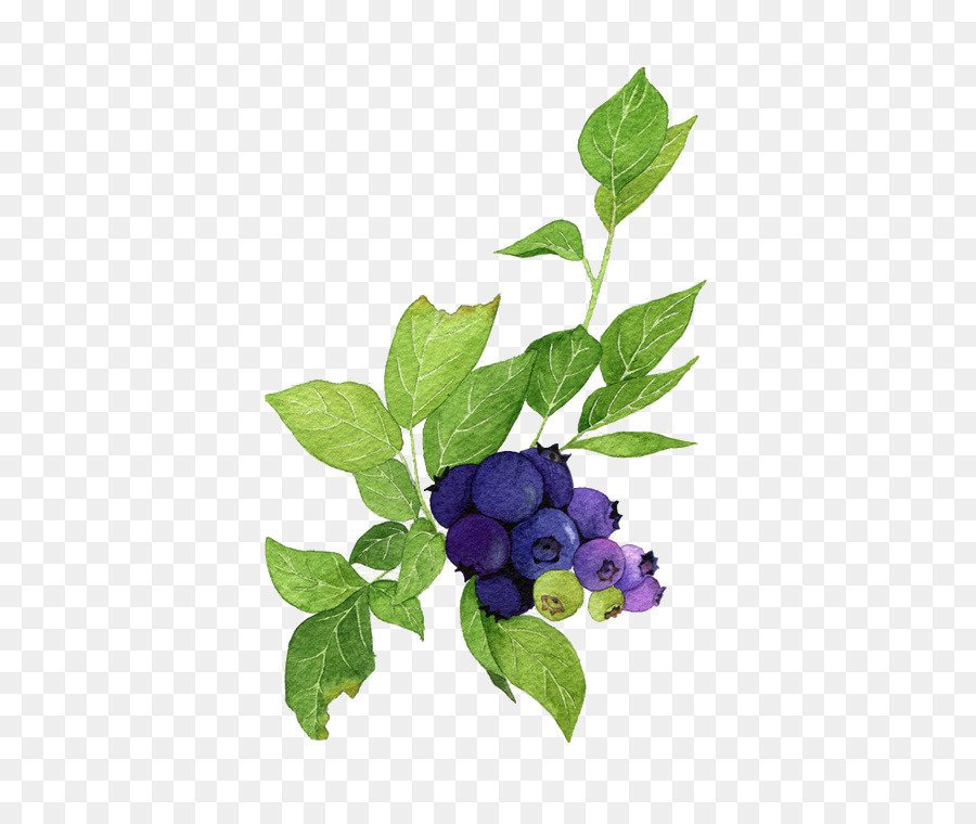 900x760 Blueberry Poster Watercolor Painting Illustration - Blueberry Watercolor