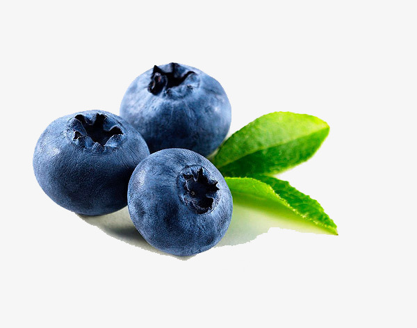 600x472 Blueberry Still Life Watercolor, Watercolor Clipart, Still Life - Blueberry Watercolor