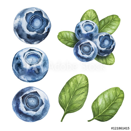 500x500 Blueberry. Watercolor Botanical Illustrations. - Blueberry Watercolor