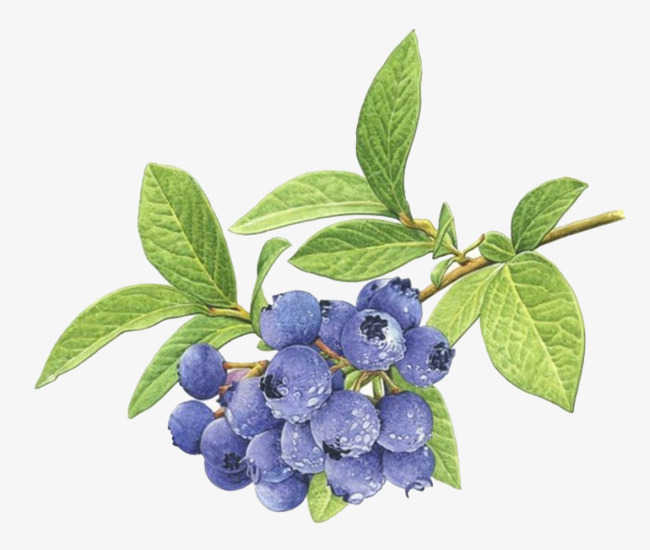 650x550 Watercolor Blueberries, Watercolor, Blueberry, Simple Png And Psd - Blueberry Watercolor