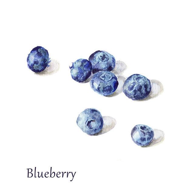 600x614 Watercolor Fruit Illustrationblueberry. On Behance - Blueberry Watercolor