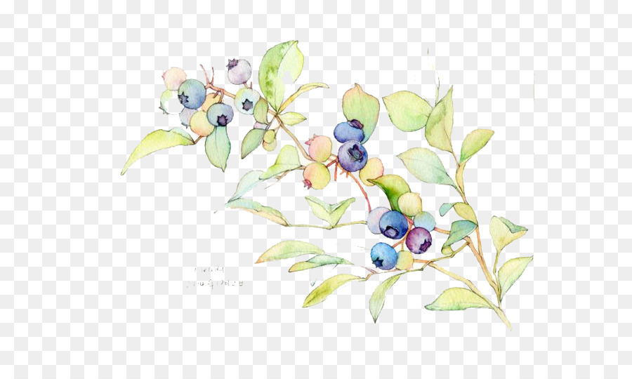 900x540 Watercolor Painting Blueberry Illustration - Blueberry Watercolor