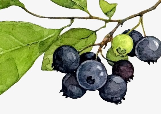 564x399 Blueberry, Watercolor, Fruit Png Image And Clipart For Free Download - Blueberry Watercolor