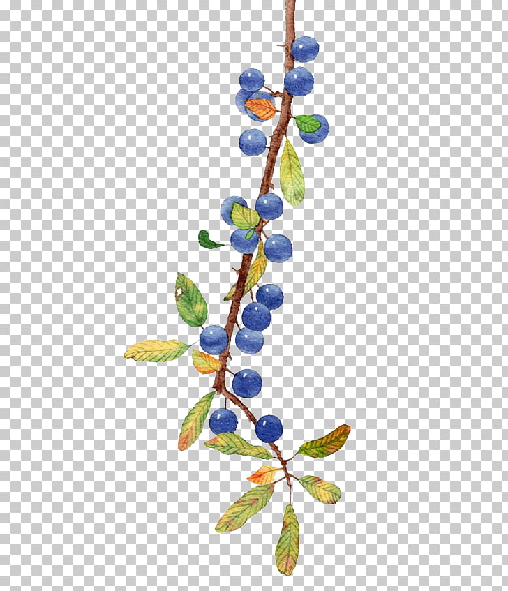 728x847 Blueberry Fruit, Watercolor Blueberry, Grapes And Leaves Png - Blueberry Watercolor