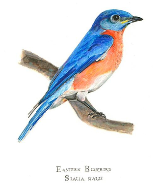 316x380 Eastern Bluebird (Sialia Sialis) 8x10 Matted Fine Art Print - Bluebird Watercolor