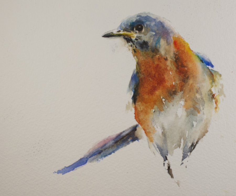 900x748 Sue Churchgrant Daily Painting Bluebird Watercolor - Bluebird Watercolor