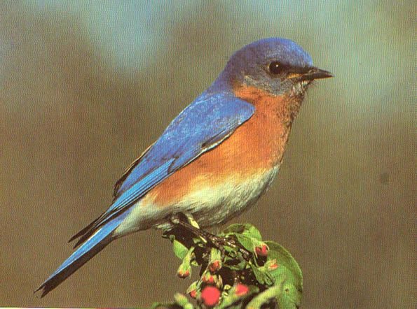 595x442 Watercolor Lesson - Bluebird Watercolor