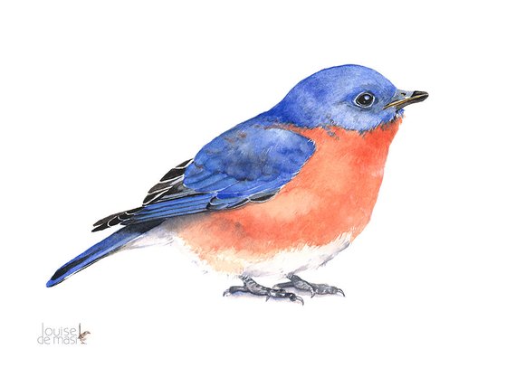 570x407 Bluebird Watercolor Painting Bird Print Of Watercolor Etsy - Bluebird Watercolor