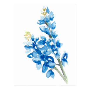 307x307 Texas Bluebonnet Postcards Zazzle - Bluebonnet Watercolor