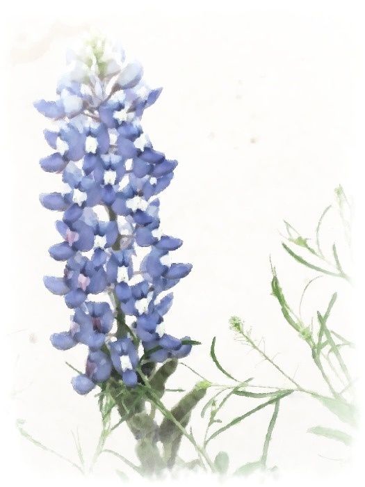 525x700 Texas Watercolor Tattoo - Bluebonnet Watercolor