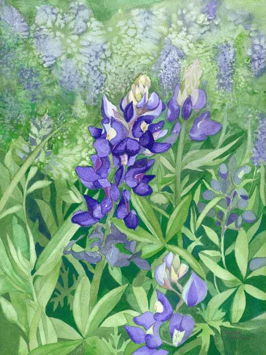 540x720 Blue Bonnet Ballet Christine Thomas - Bluebonnet Watercolor