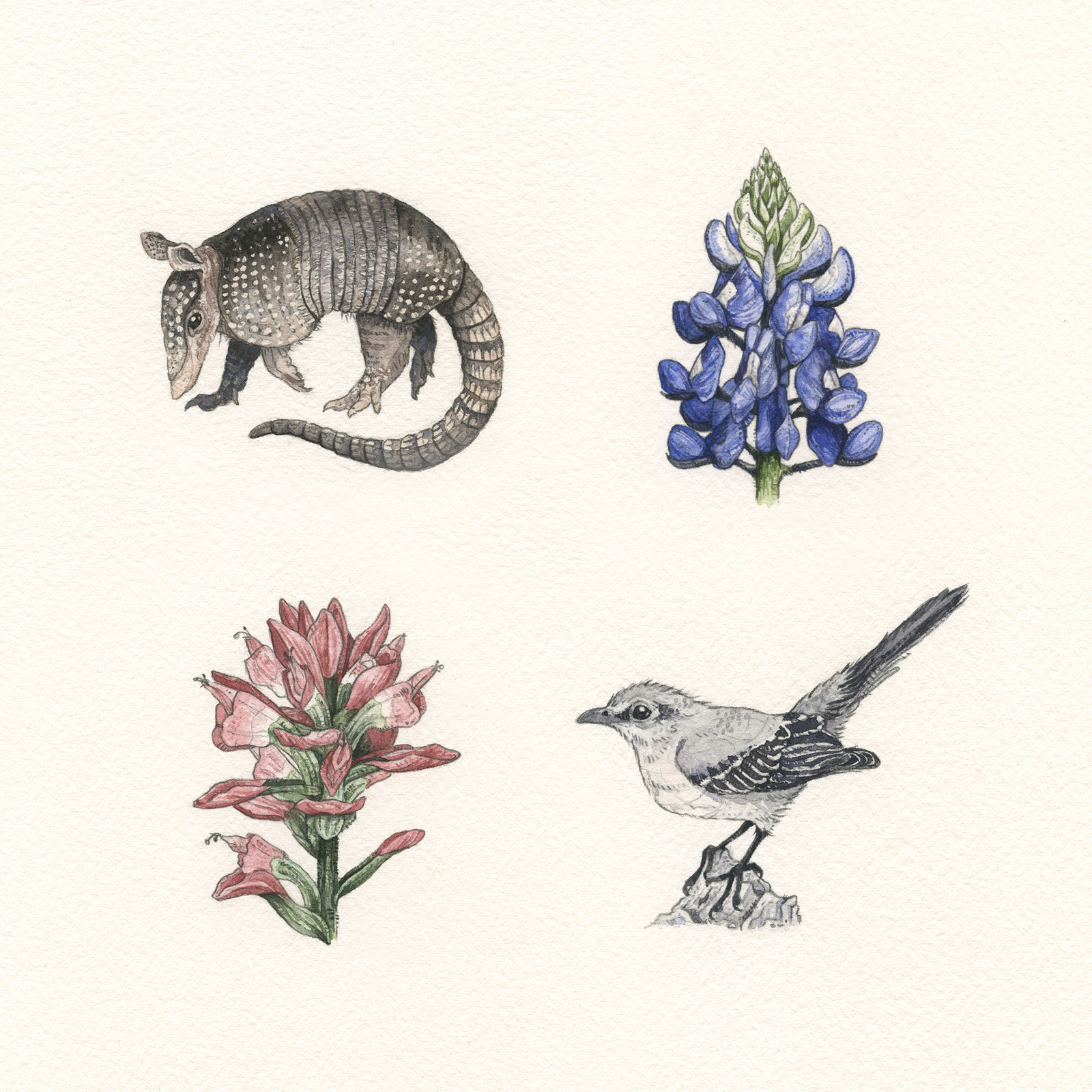 1600x1600 Jane - Bluebonnet Watercolor