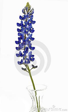 236x387 Bluebonnet Watercolor Clip Art ~ Illustrations ~ Creative Market - Bluebonnet Watercolor