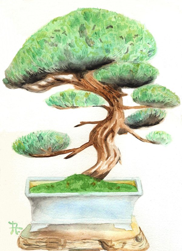600x826 Bonsai Watercolor By Drianis - Bonsai Tree Watercolor