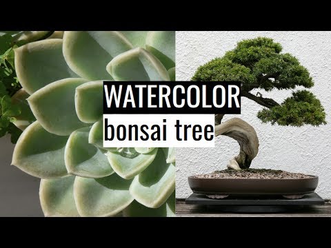 480x360 Relaxing Watercolor Speedpaint - Bonsai Tree Watercolor