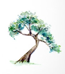 211x240 Watercolor - Bonsai Tree Watercolor