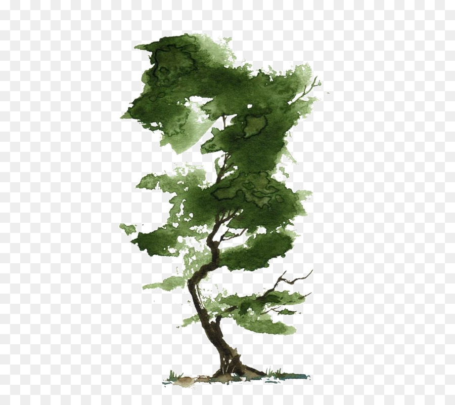 900x800 Watercolor Painting Tree Bonsai Art - Bonsai Tree Watercolor