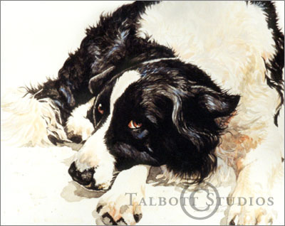 400x318 Talbott Studios Watercolor Pet Portrait Willy, Portrait Of A - Border Collie Watercolor