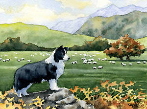 300x223 Border Collie Dog Watercolor Art Print Signed Djr Ebay - Border Collie Watercolor