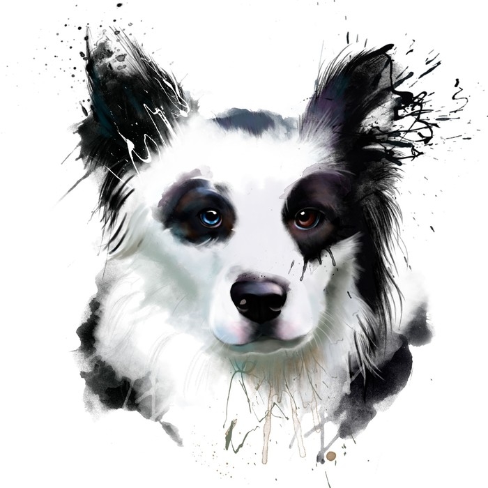 700x700 Watercolor Dog Portrait Of A Border Collie, Closeup On A White - Border Collie Watercolor