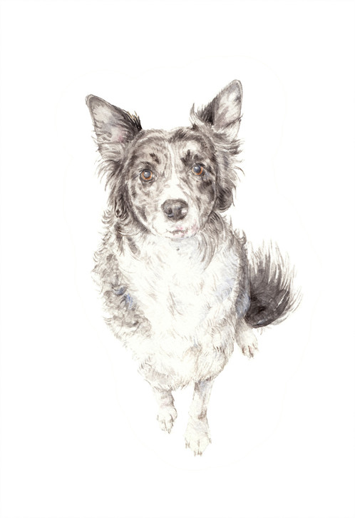 498x726 Border Collie Dog Limited Edition Print Watercolor - Border Collie Watercolor