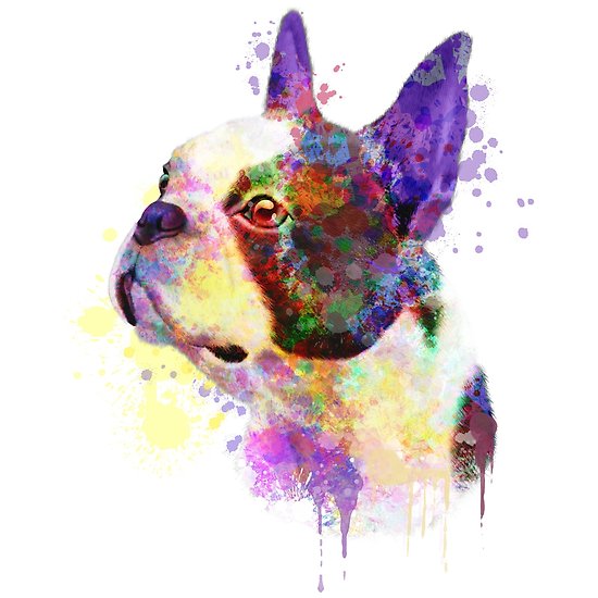 550x550 Boston Terrier Watercolor, Boston Terrier Painting, Boston Terrier - Boston Terrier Watercolor