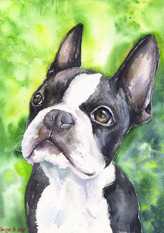570x809 Boston Terrier Watercolor Print Of The Original Painting Art Cute - Boston Terrier Watercolor