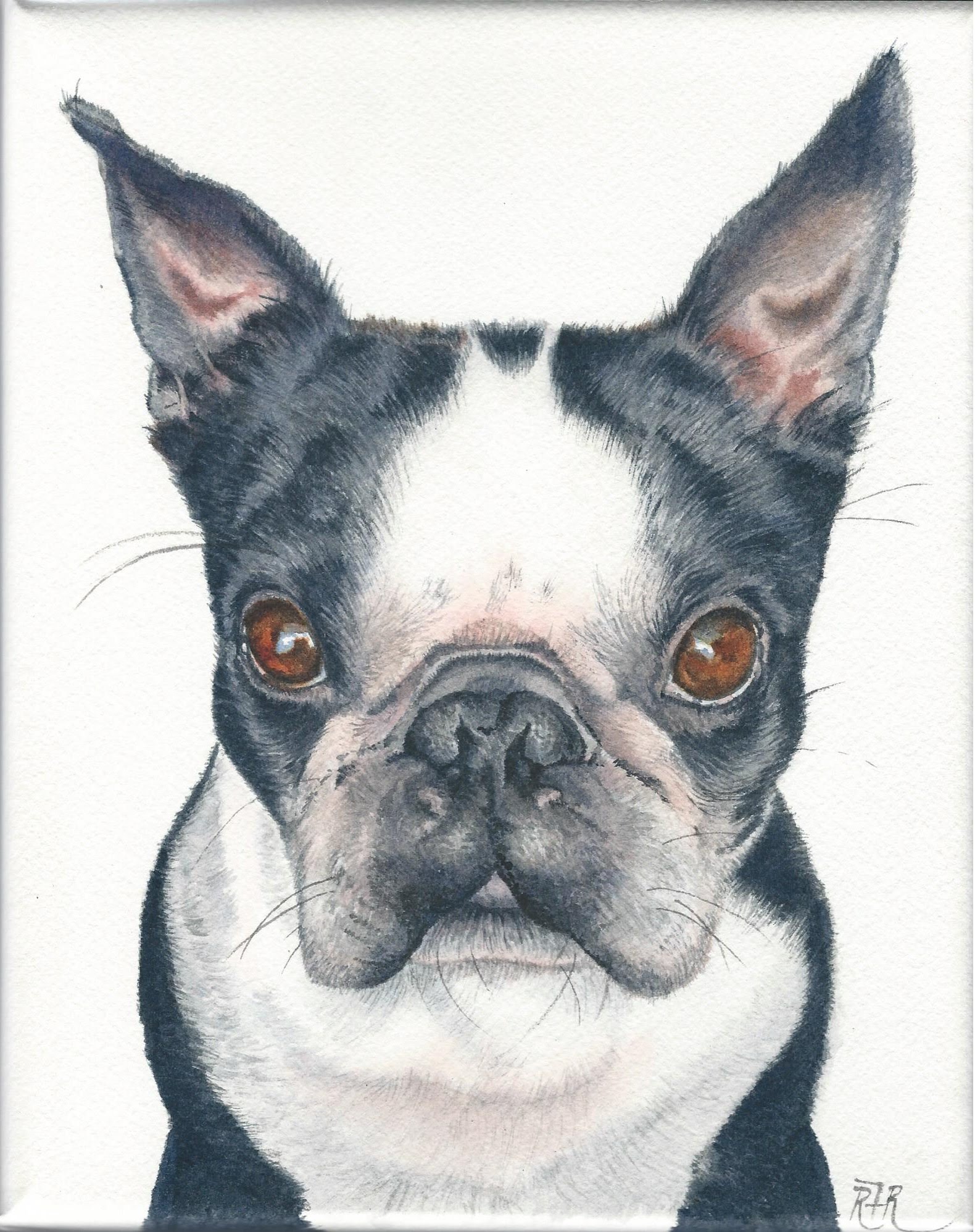 1580x1996 How To Paint A Realistic Boston Terrier In Watercolor - Boston Terrier Watercolor