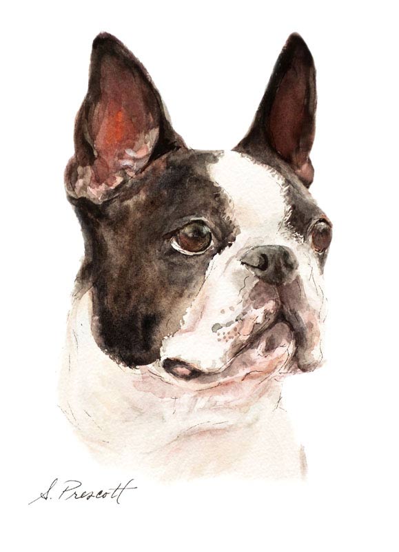 579x800 Unfurgettables Boston Terrier Painting - Boston Terrier Watercolor