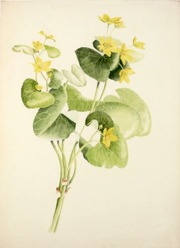 360x495 Botanical Watercolor Paintings Prints And Originals - Botanical Watercolor